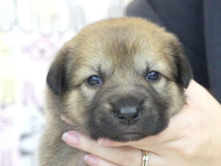 chinook puppy